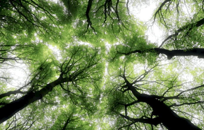 ENVIRONMENTAL APPROACH